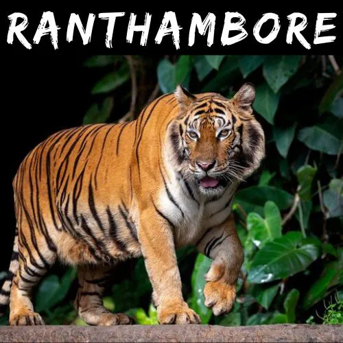 taj-sawai-ranthambore-wild-life-jungle-safari-booking-packages